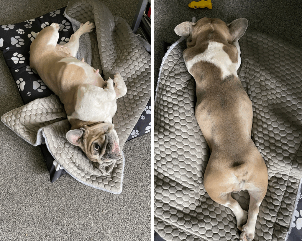 French bulldog relaxing on soft blanket at home, showing comfort behaviour and favourite cosy spot during evening routine