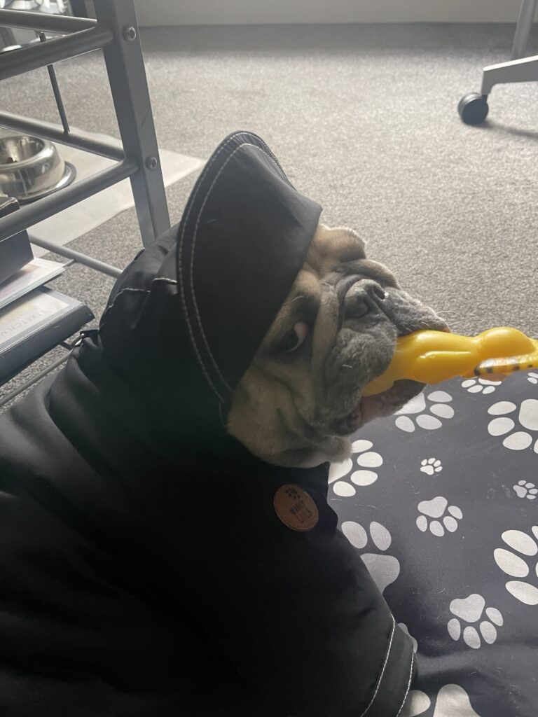 Dog wearing hooded jacket indoors, testing fit and hood coverage while holding toy during sewing alteration project